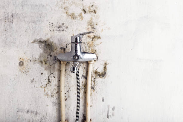 Best Residential Mold Removal  in West Point, NY