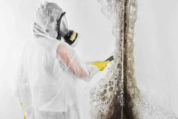 Best Mold Cleaning Services  in West Point, NY