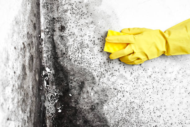 Best Mold Removal Company Near Me  in West Point, NY