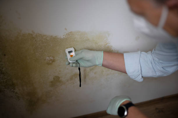 Best Mold Testing  in West Point, NY