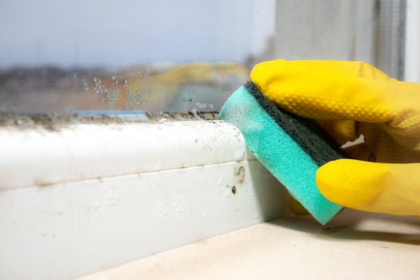 Mold Testing and Removal in West Point, NY