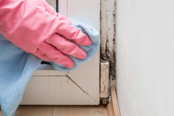 Mold Removal Process in West Point, NY